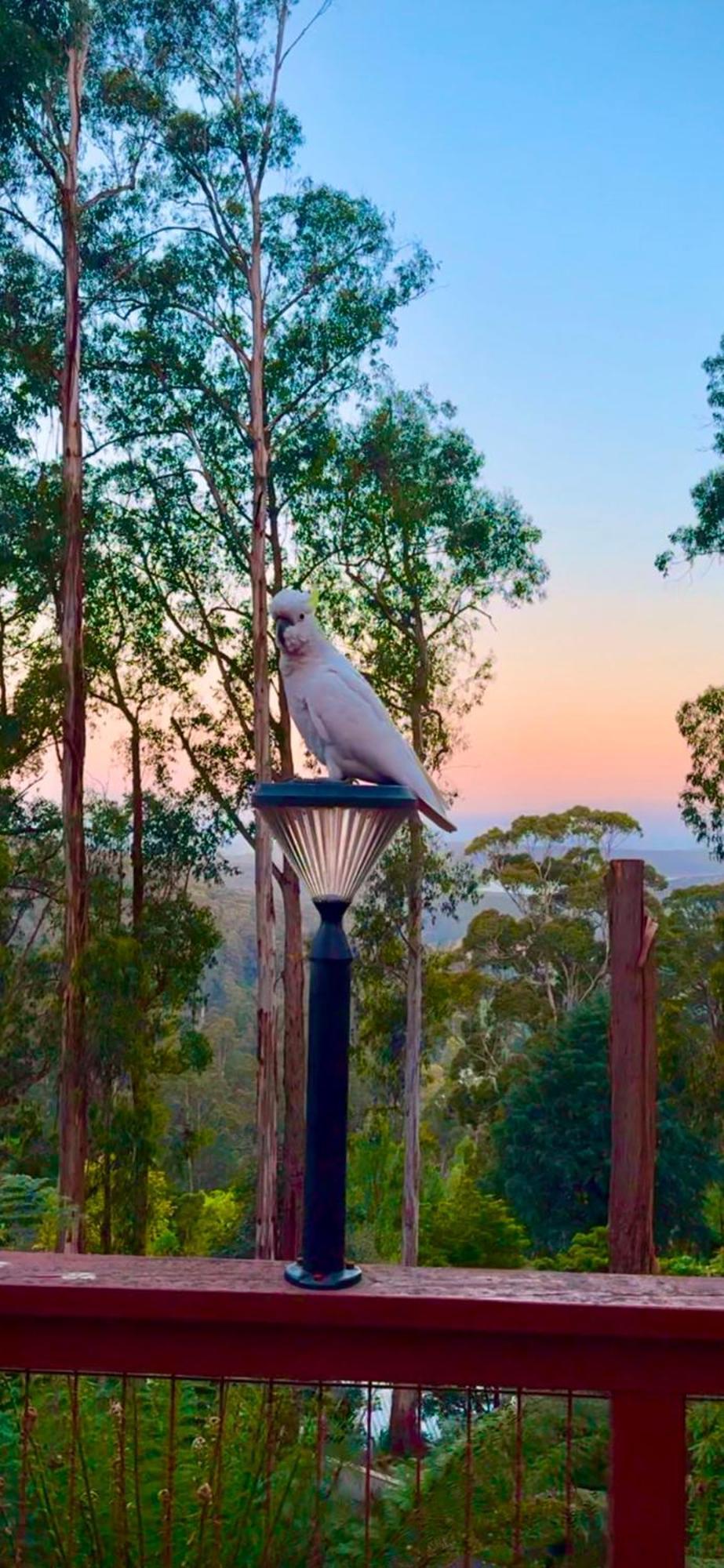 Melbourne Topview Villa In Dandenong Ranges Near Skyhigh 卡洛拉马 外观 照片