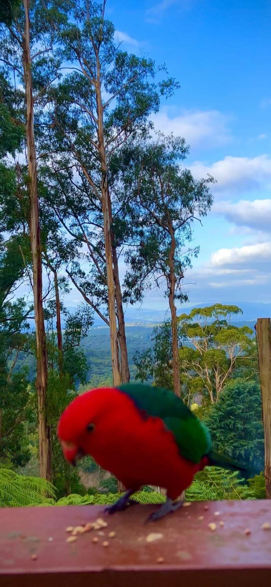 Melbourne Topview Villa In Dandenong Ranges Near Skyhigh 卡洛拉马 外观 照片